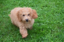 Maltipoo (reu) 29884