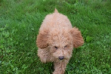 Maltipoo (reu) 29884