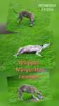 Whippet " Margeritta"