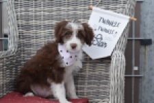Aussiedoodle (reu) 46976