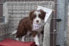Aussiedoodle (reu) 46976