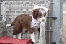 Aussiedoodle (reu) 46976