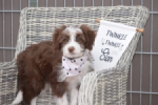 Aussiedoodle (reu) 46976