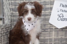 Aussiedoodle (reu) 46976