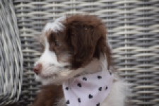 Aussiedoodle (reu) 46976