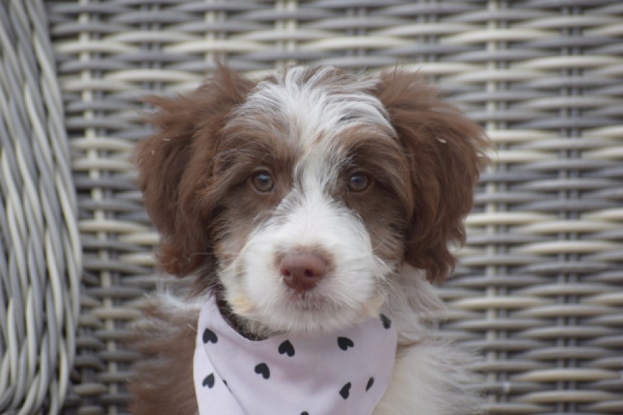 Aussiedoodle (reu) 46976