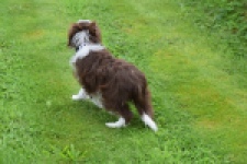 Aussiedoodle (reu) 46976