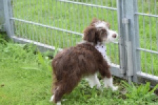 Aussiedoodle (reu) 46976