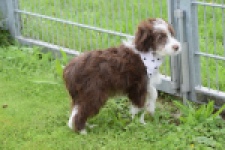 Aussiedoodle (reu) 46976