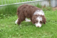 Aussiedoodle (reu) 46976