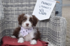 Aussiedoodle (reu) 46976