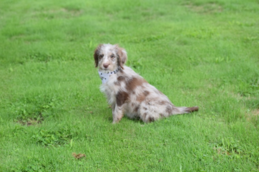 Aussiedoodle (reu) 47024