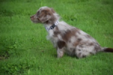 Aussiedoodle (reu) 47024