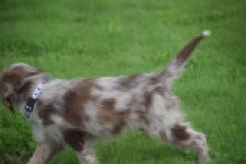 Aussiedoodle (reu) 47024