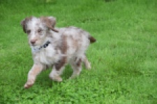 Aussiedoodle (reu) 47024