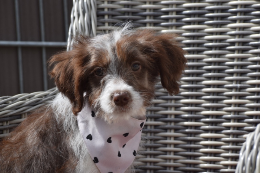 Aussiedoodle (teef) 46717