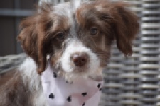 Aussiedoodle (teef) 46717