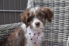 Aussiedoodle (teef) 46717