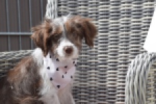 Aussiedoodle (teef) 46717
