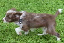 Aussiedoodle (teef) 46717