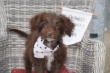Aussiedoodle (reu) 45532