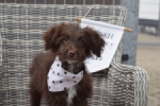 Aussiedoodle (reu) 45532