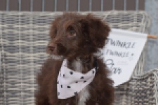 Aussiedoodle (reu) 45532