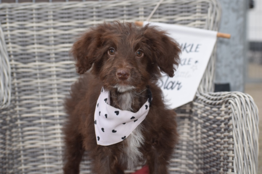 Aussiedoodle (reu) 45532