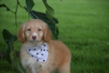 Nova Scotia Duck Tolling Retriever (teef) 47262