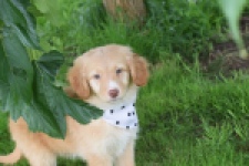 Nova Scotia Duck Tolling Retriever (teef) 47262