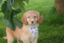 Nova Scotia Duck Tolling Retriever (teef) 47262