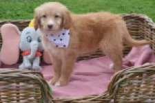 Nova Scotia Duck Tolling Retriever (teef) 47262