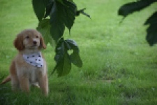 Nova Scotia Duck Tolling Retriever (teef) 47262