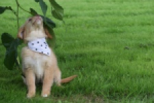 Nova Scotia Duck Tolling Retriever (teef) 47262