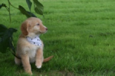 Nova Scotia Duck Tolling Retriever (teef) 47262