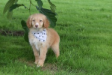 Nova Scotia Duck Tolling Retriever (teef) 47262