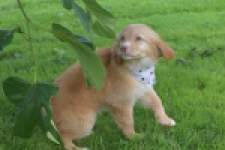 Nova Scotia Duck Tolling Retriever (teef) 47262
