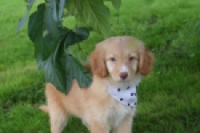 Nova Scotia Duck Tolling Retriever (teef) 47262