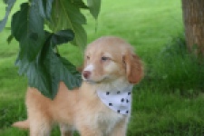 Nova Scotia Duck Tolling Retriever (teef) 47262