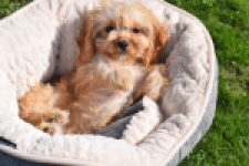 Cavapoo (teef) 49511