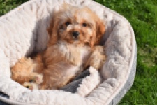 Cavapoo (teef) 49511