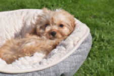 Cavapoo (teef) 49511