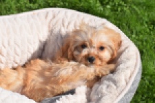 Cavapoo (teef) 49511