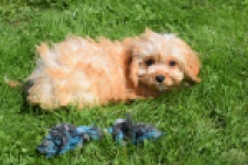 Cavapoo (teef) 49511