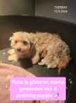 Maltipoo nestje " Yuna "