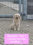 Maltipoo nestje " Yuna "