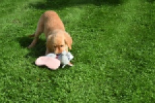 Golden Retriever (teef) 29401