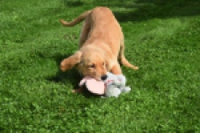 Golden Retriever (teef) 29401