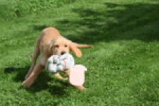 Golden Retriever (teef) 29401