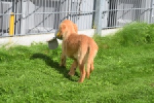 Golden Retriever (teef) 29401